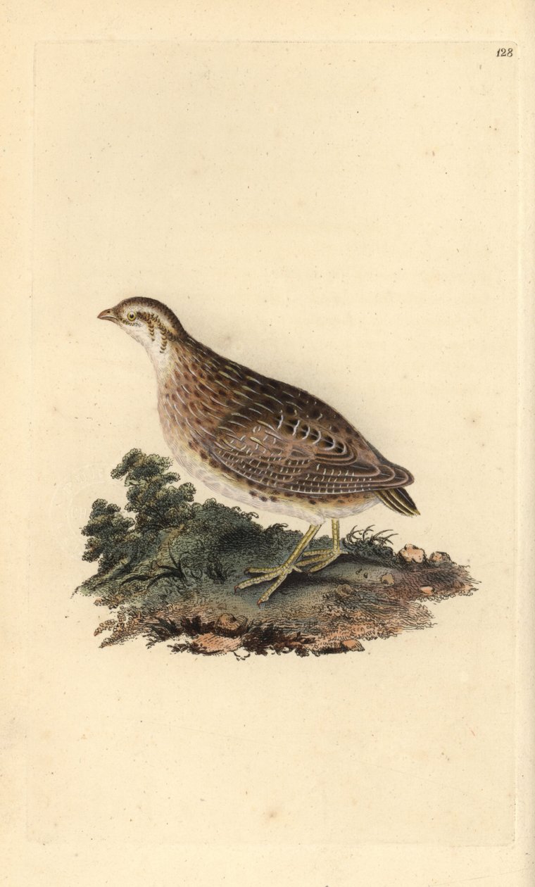 Vanlig vaktel, Coturnix coturnix. Håndfarget kobberplate tegnet og gravert av Edward Donovan fra hans egen "Natural History of British Birds" (1794-1819). Edward Donovan (1768–1837) var en anglo-irsk amatørzoolog, forfatter, kunstner og gravør. Han wro av Edward Donovan