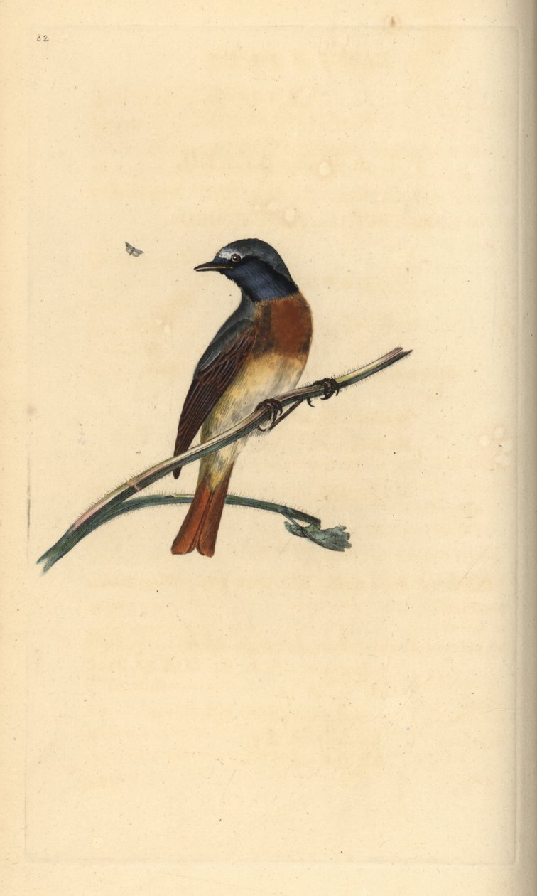 Vanlig rødstjert, Phoenicurus phoenicurus. Håndfarget kobberplate tegnet og gravert av Edward Donovan fra hans egen "Natural History of British Birds," London av Edward Donovan