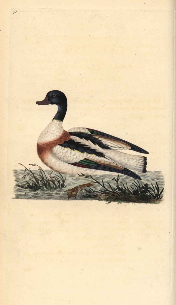 Shelduck, Tadorna tadorna. Håndfarget kobberplate tegnet og gravert av Edward Donovan fra hans egen "Natural History of British Birds," London av Edward Donovan