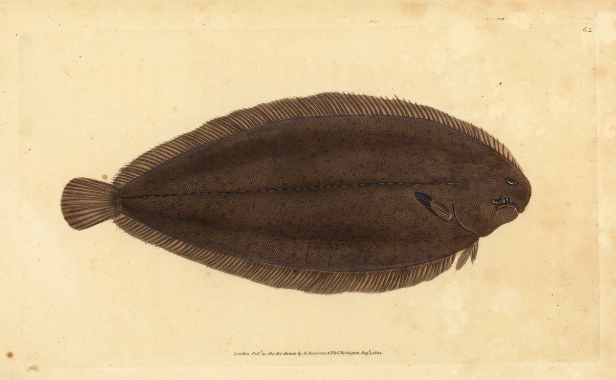 Vanlig såle eller Dover-såle, Solea solea (Pleuronectes solea). Håndfarget kobberplate tegnet og gravert av Edward Donovan fra hans Natural History of British Fishes, Donovan og F.C. og J. Rivington, London av Edward Donovan