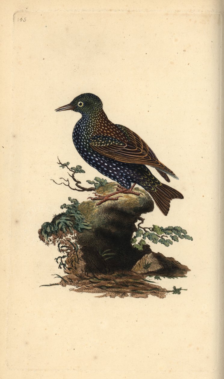 Vanlig stær, Sturnus vulgaris. Håndfarget kobberplate tegnet og gravert av Edward Donovan fra hans egen "Natural History of British Birds," London av Edward Donovan