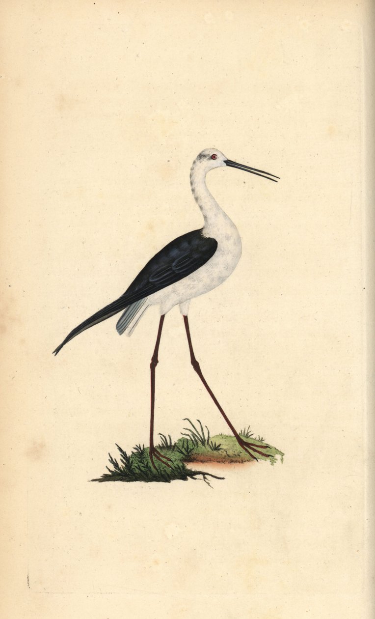 Vanlig stylte, Himantopus himantopus. Håndfarget kobberplate tegnet og gravert av Edward Donovan fra hans egen "Natural History of British Birds," London av Edward Donovan