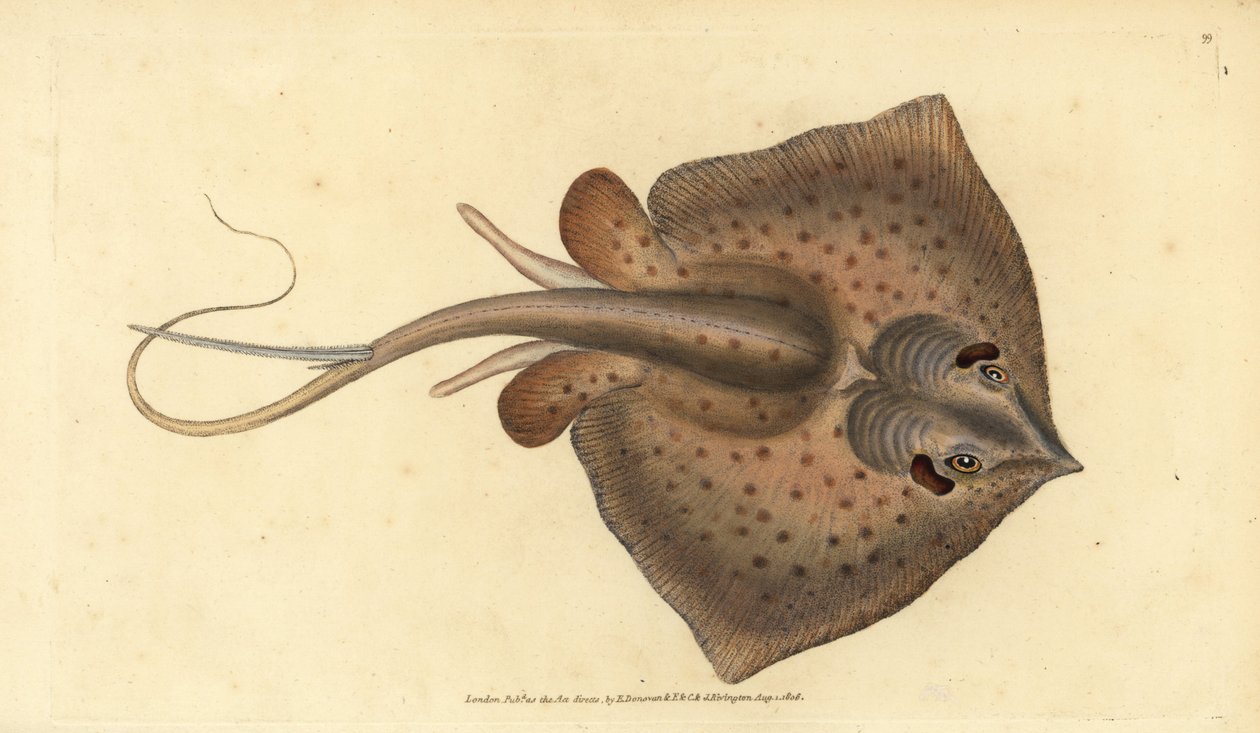 Vanlig rokke, Dasyatis pastinaca (rokke, Raja pastinacea). Håndfarget kobberplate tegnet og gravert av Edward Donovan fra hans Natural History of British Fishes, Donovan og F.C. og J. Rivington, London av Edward Donovan
