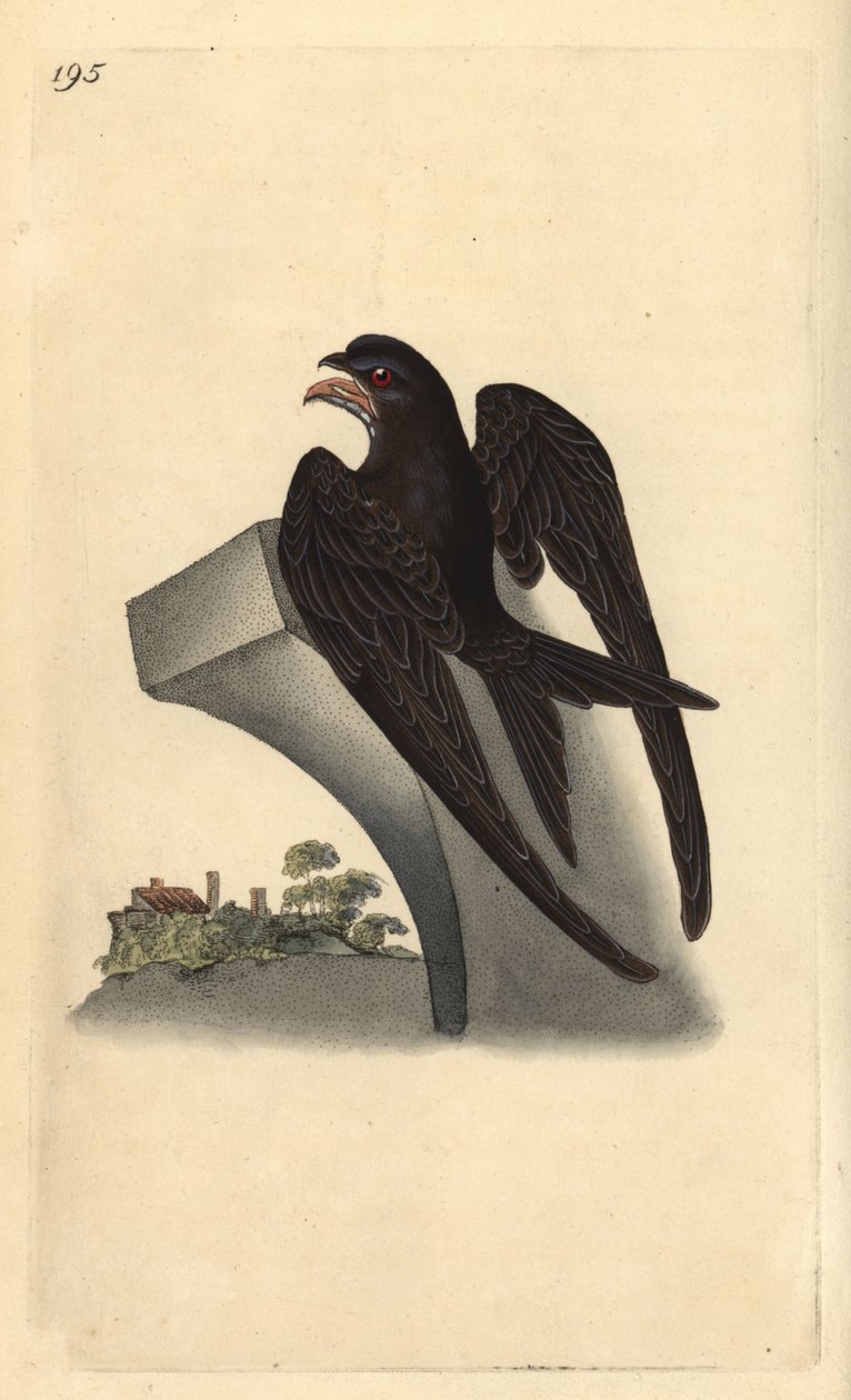 Vanlig rask, Apus apus. Håndfarget kobberplate tegnet og gravert av Edward Donovan fra hans egen "Natural History of British Birds," London av Edward Donovan