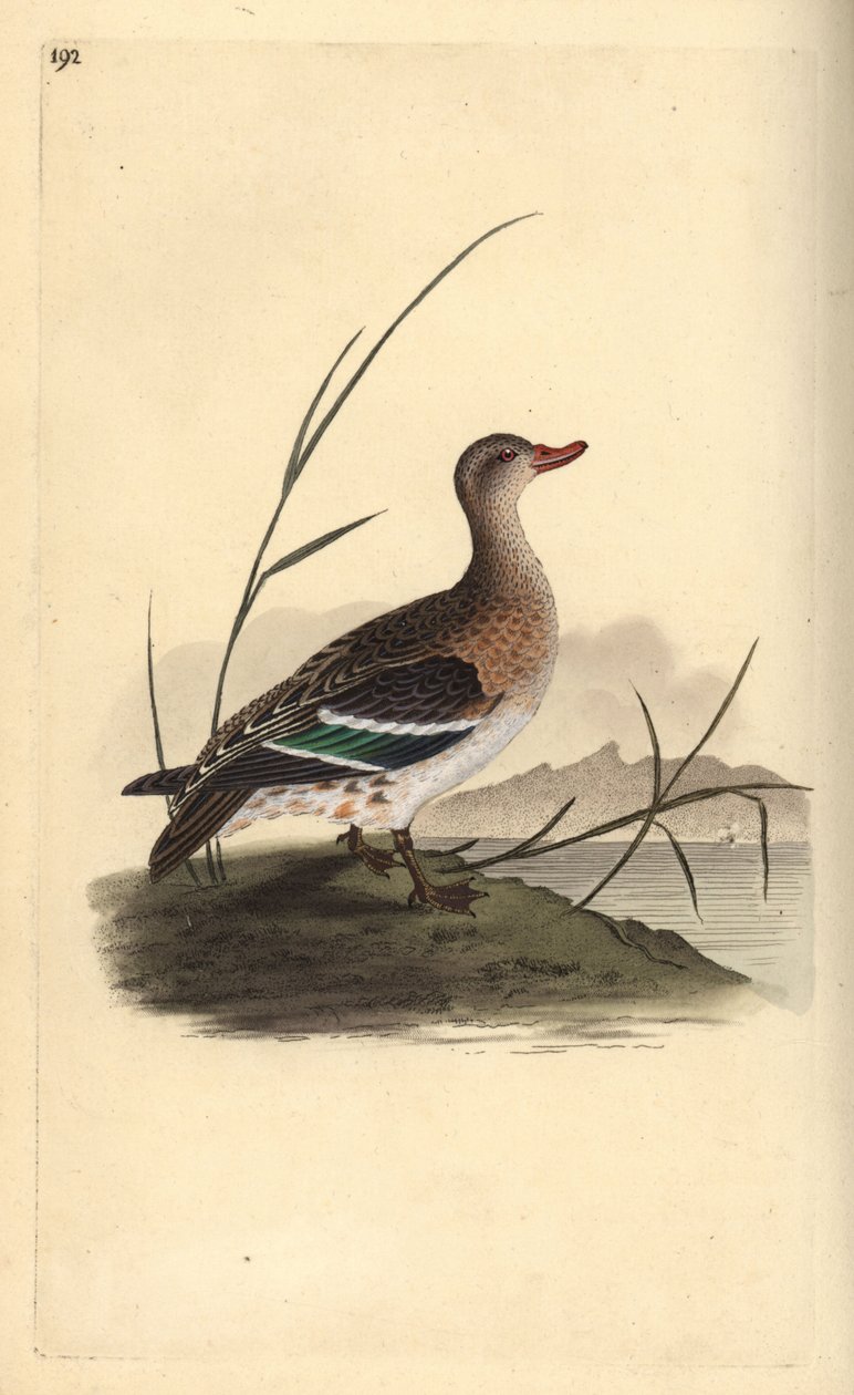 Vanlig krikkand, Anas crecca, hunn. Håndfarget kobberplate tegnet og gravert av Edward Donovan fra hans egen "Natural History of British Birds," London av Edward Donovan