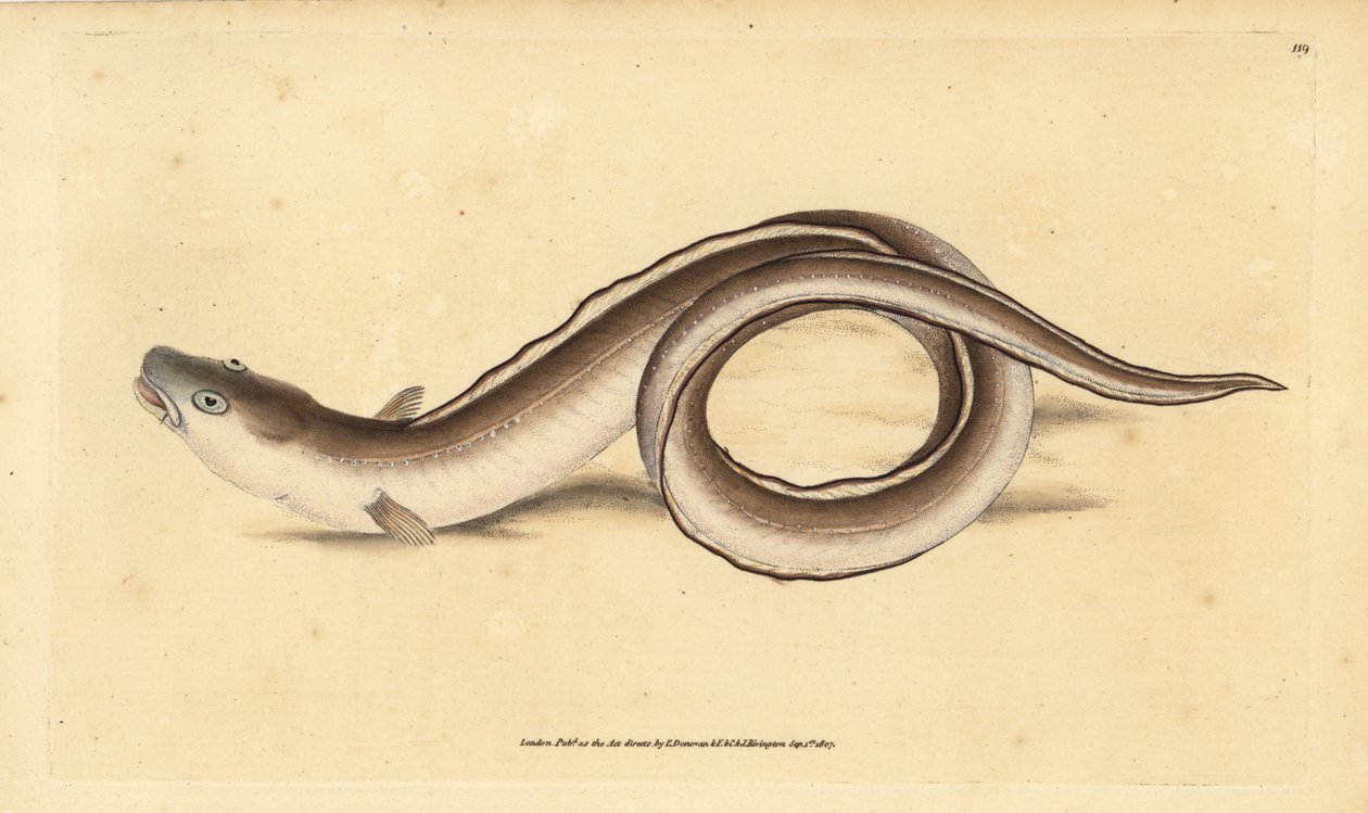 Conger ål, Muraena conger. Håndfarget kobberplate tegnet og gravert av Edward Donovan fra hans Natural History of British Fishes, Donovan og F.C. og J. Rivington, London av Edward Donovan