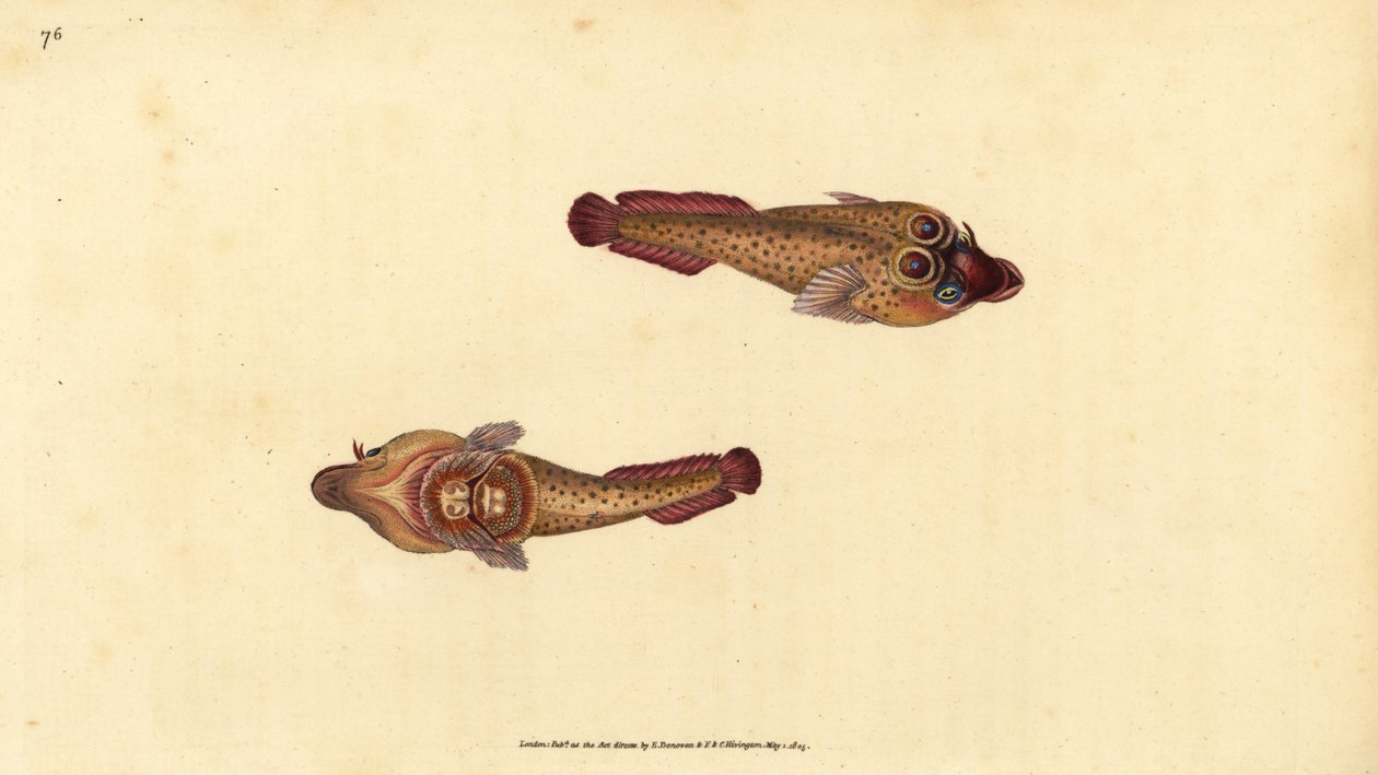 Cornish suger, Lepadogaster purpurea (Ocellated sucker, Cyclopterus ocellatus). Håndfarget kobberplate tegnet og gravert av Edward Donovan fra hans Natural History of British Fishes, Donovan og F.C. og J. Rivington, London av Edward Donovan