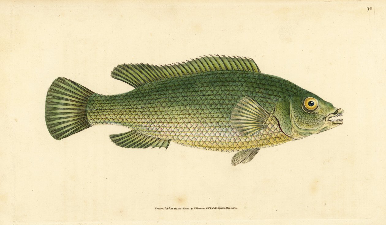Gjøkleppefisk, Labrus mixtus (Streaked leppefisk, Labrus lineatus). Håndfarget kobberplate tegnet og gravert av Edward Donovan fra hans Natural History of British Fishes, Donovan og F.C. og J. Rivington, London av Edward Donovan