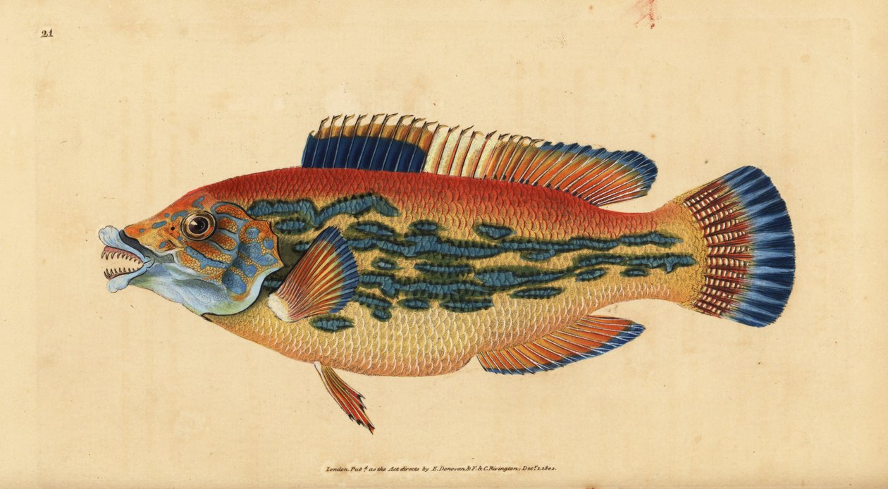 Gjøkleppefisk, Labrus mixtus (Stripete leppefisk, Labrus variegatus). Håndfarget kobberplate tegnet og gravert av Edward Donovan fra hans Natural History of British Fishes, Donovan og F.C. og J. Rivington, London av Edward Donovan