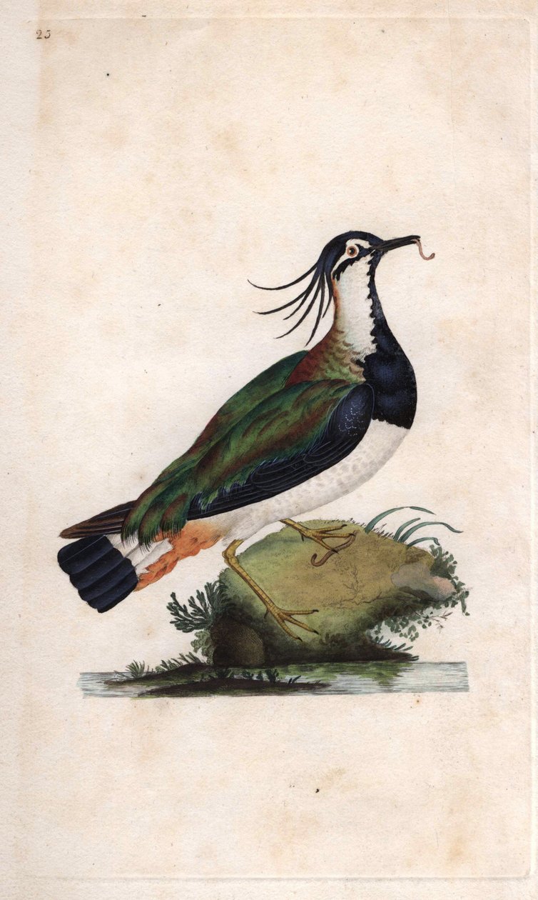 Cuppa vippe. Vanellus vanellus (Tringa vanellus). Kobberstikk av Edward Donovan (1768-1837), publisert i Natural History of British Birds, London av Edward Donovan