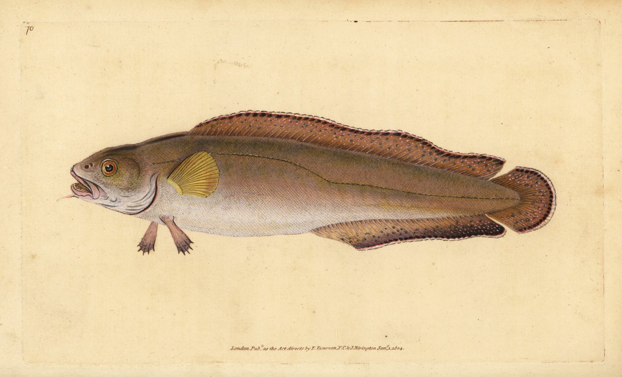 Cusk eller brosme, Brosme brosme (Brosme eller Scotch torsk, Gadus brosme). Håndfarget kobberplate tegnet og gravert av Edward Donovan fra hans Natural History of British Fishes, Donovan og F.C. og J. Rivington, London av Edward Donovan