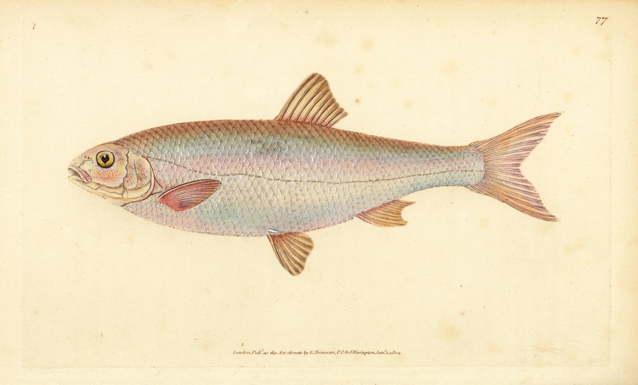Dace, Leuciscus leuciscus (Cyprinus leuciscus). Håndfarget kobberplate tegnet og gravert av Edward Donovan fra hans Natural History of British Fishes, Donovan og F.C. og J. Rivington, London av Edward Donovan