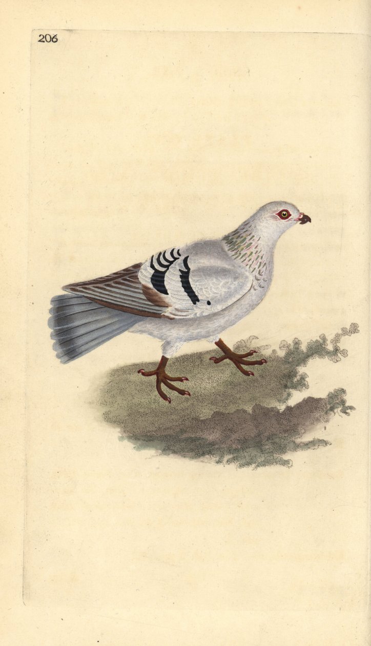 Tamdue, Columba livia domestica. Håndfarget kobberplate tegnet og gravert av Edward Donovan fra hans egen "Natural History of British Birds," London av Edward Donovan