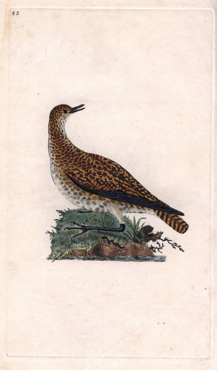 Dorehår. Pluvialis apricaria (Charadrius pluvialis). Kobberstikk av Edward Donovan (1768-1837), publisert i Natural History of British Birds, London av Edward Donovan