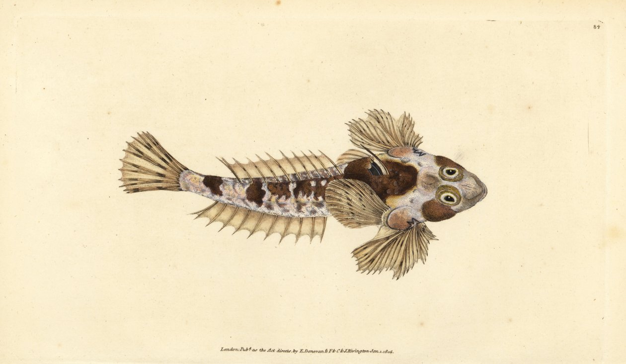 Dragonet, Callionymus lyra (Sordid dragonet, Callionymus dracunculus). Håndfarget kobberplate tegnet og gravert av Edward Donovan fra hans Natural History of British Fishes, Donovan og F.C. og J. Rivington, London av Edward Donovan