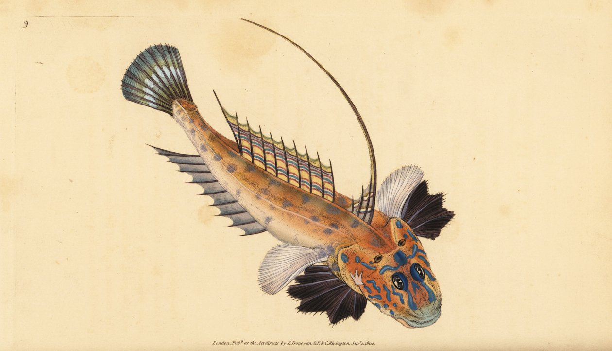 Dragenett eller edelstensdrage, Callionymus lyra. Håndfarget kobberplate tegnet og gravert av Edward Donovan fra hans Natural History of British Fishes, Donovan og F.C. og J. Rivington, London av Edward Donovan