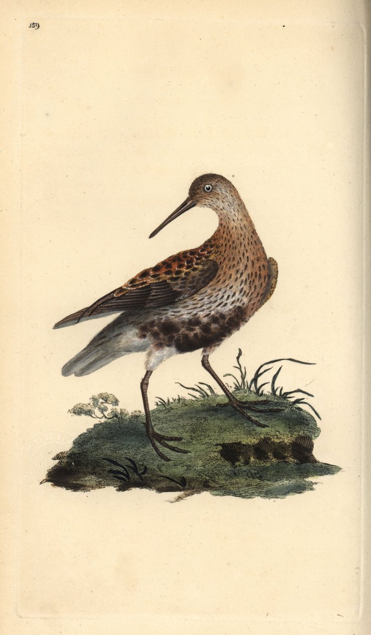 Dunlin, Calidris alpina. Håndfarget kobberplate tegnet og gravert av Edward Donovan fra hans egen "Natural History of British Birds," London av Edward Donovan