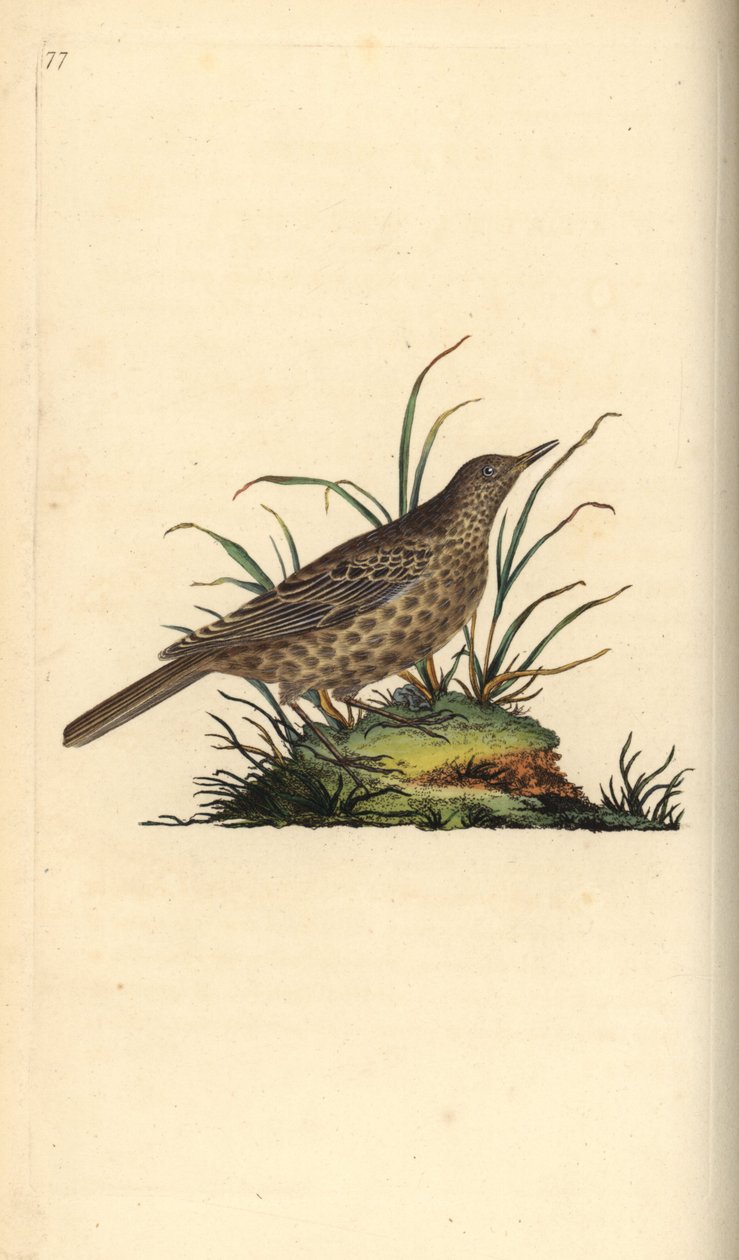 Dusky lerke, Pinarocorys nigricans. Håndfarget kobberplate tegnet og gravert av Edward Donovan fra hans egen "Natural History of British Birds," London av Edward Donovan