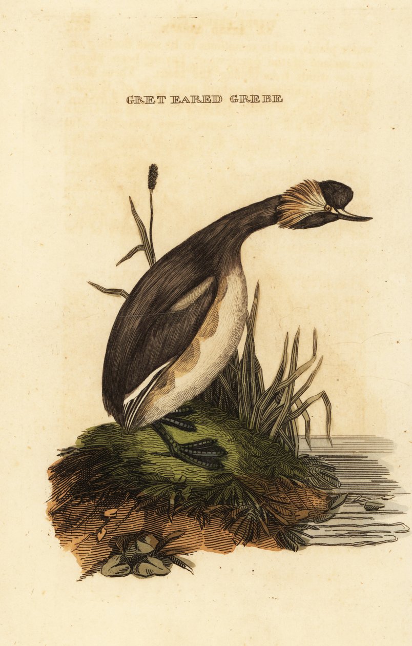 Øredykker eller horndykker, voksen, Podiceps auritus av Edward Donovan