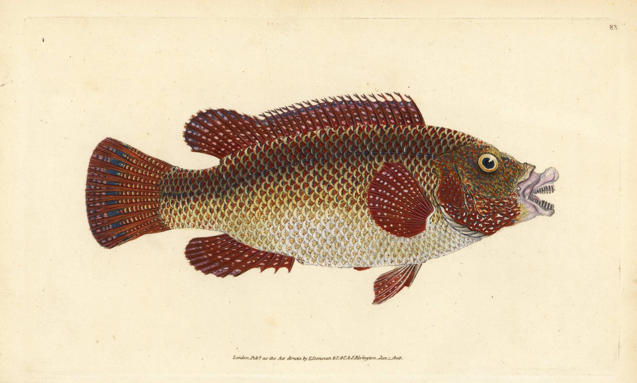 Østatlantisk påfuglleppefisk, Symphodus tinca (gammel leppefisk eller gammel kone, Labrus tinca). Håndfarget kobberplate tegnet og gravert av Edward Donovan fra hans Natural History of British Fishes, Donovan og F.C. og J. Rivington, London av Edward Donovan