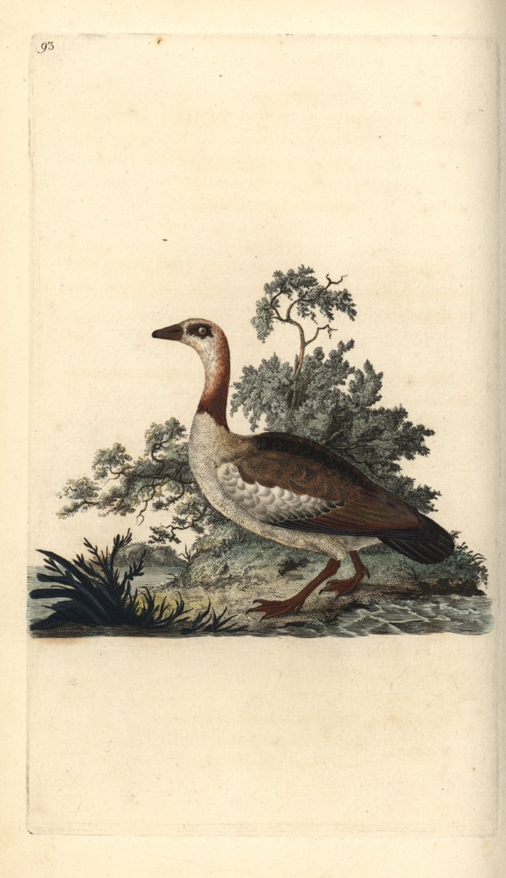 Egyptisk gås, Alopochen aegyptiacus. Håndfarget kobberplate tegnet og gravert av Edward Donovan fra hans egen "Natural History of British Birds," London av Edward Donovan