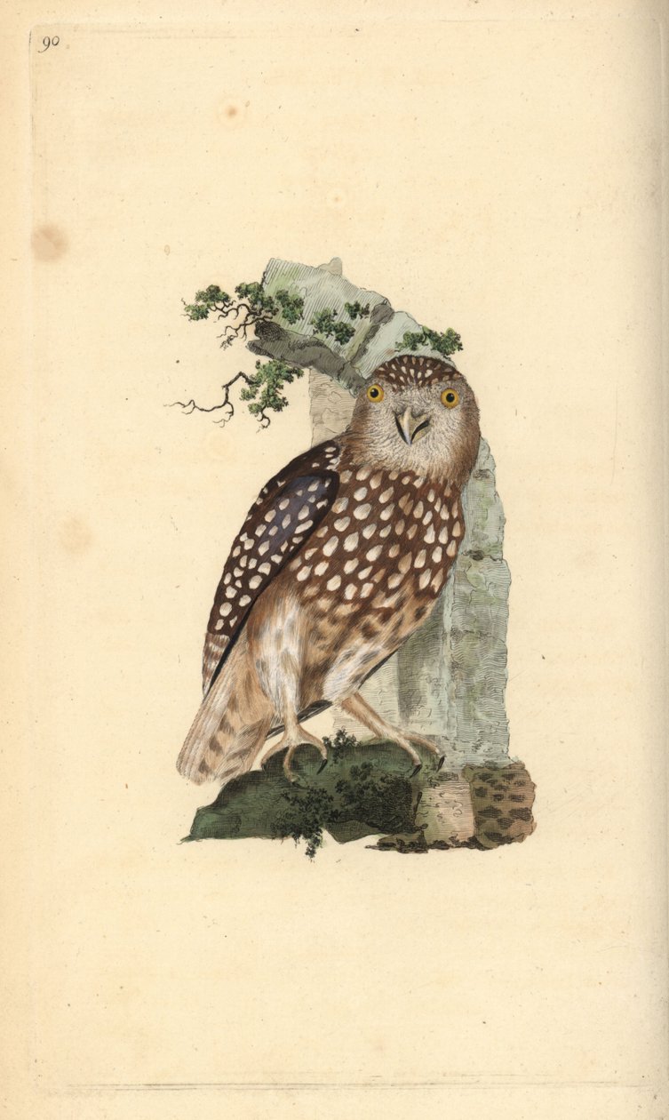 Eurasisk pygmeugle, Glaucidium passerinum. Håndfarget kobberplate tegnet og gravert av Edward Donovan fra hans egen "Natural History of British Birds," London av Edward Donovan