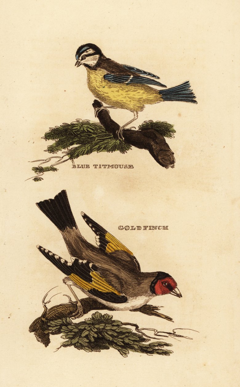 Blåmeis, Cyanistes caeruleus og europeisk gullfink, Carduelis carduelis av Edward Donovan