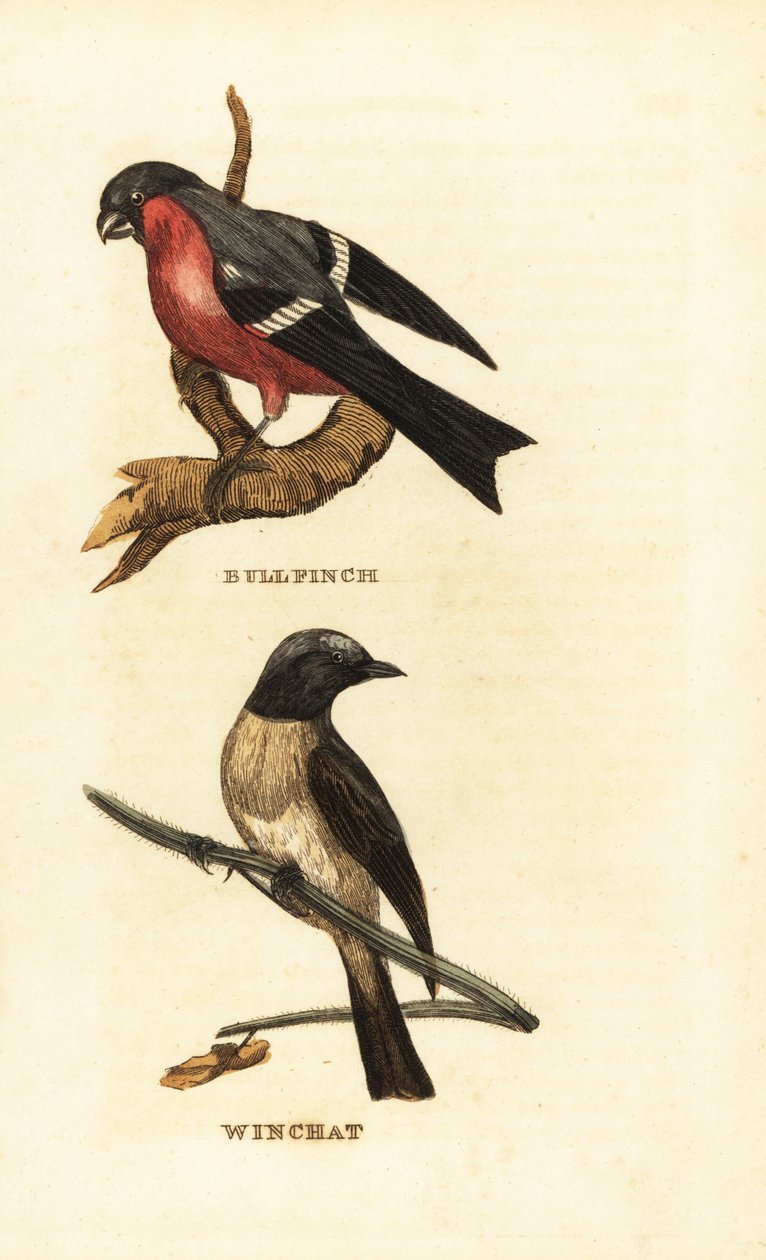 Eurasisk oksefink, Pyrrhula pyrrhula og whinchat, Saxicola rubetra av Edward Donovan