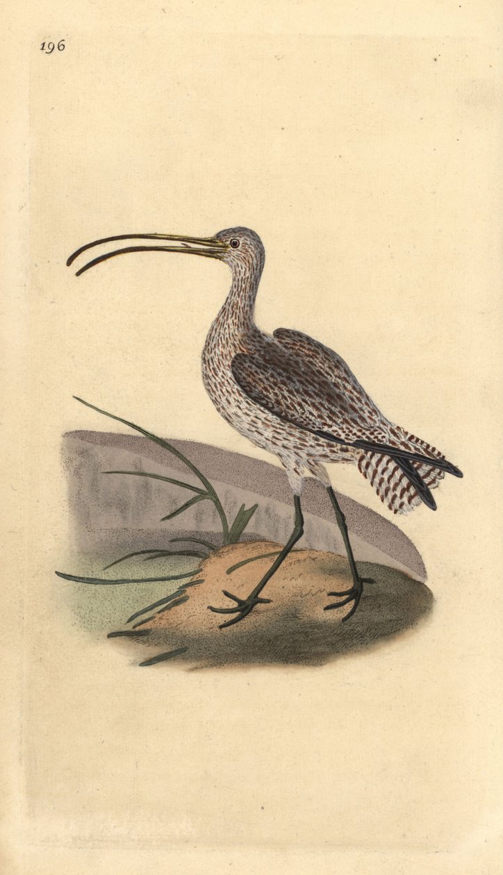 Eurasisk krølle, Numenius arquata. Håndfarget kobberplate tegnet og gravert av Edward Donovan fra hans egen "Natural History of British Birds," London av Edward Donovan