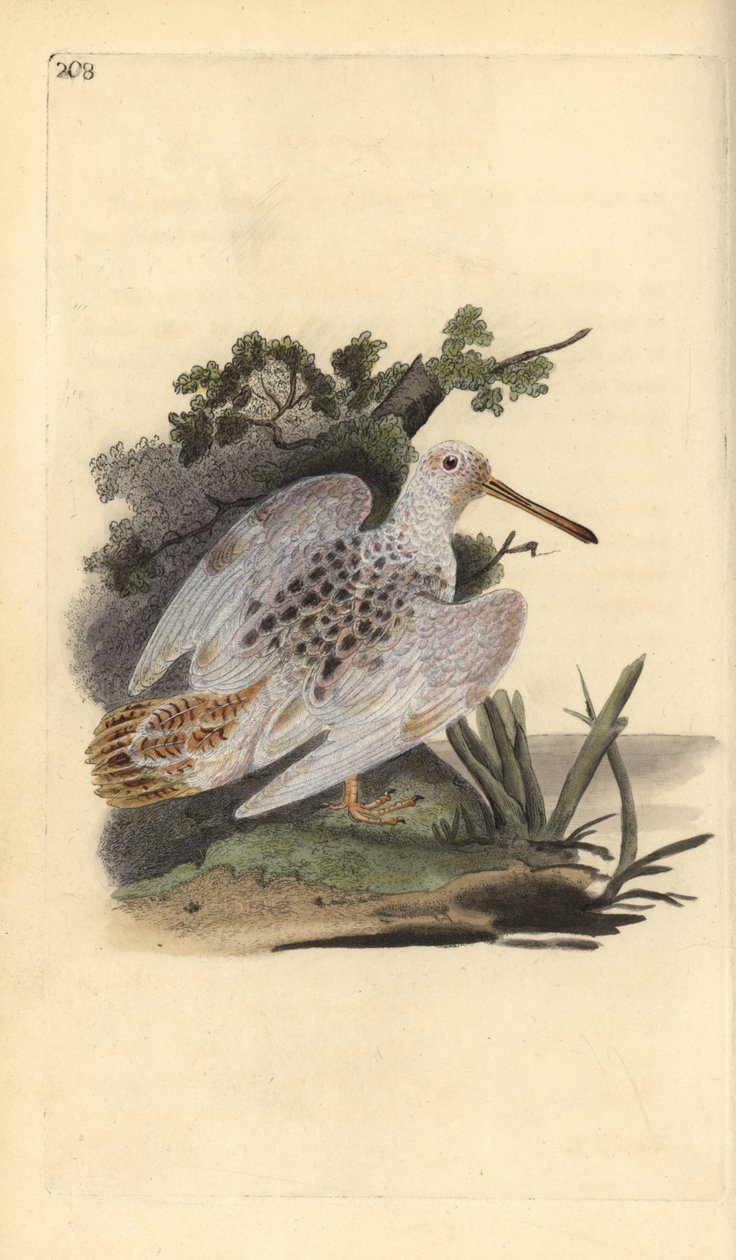 Eurasisk fot-hvit tresneppe, Scolopax rusticola. Håndfarget kobberplate tegnet og gravert av Edward Donovan fra hans egen "Natural History of British Birds," London av Edward Donovan