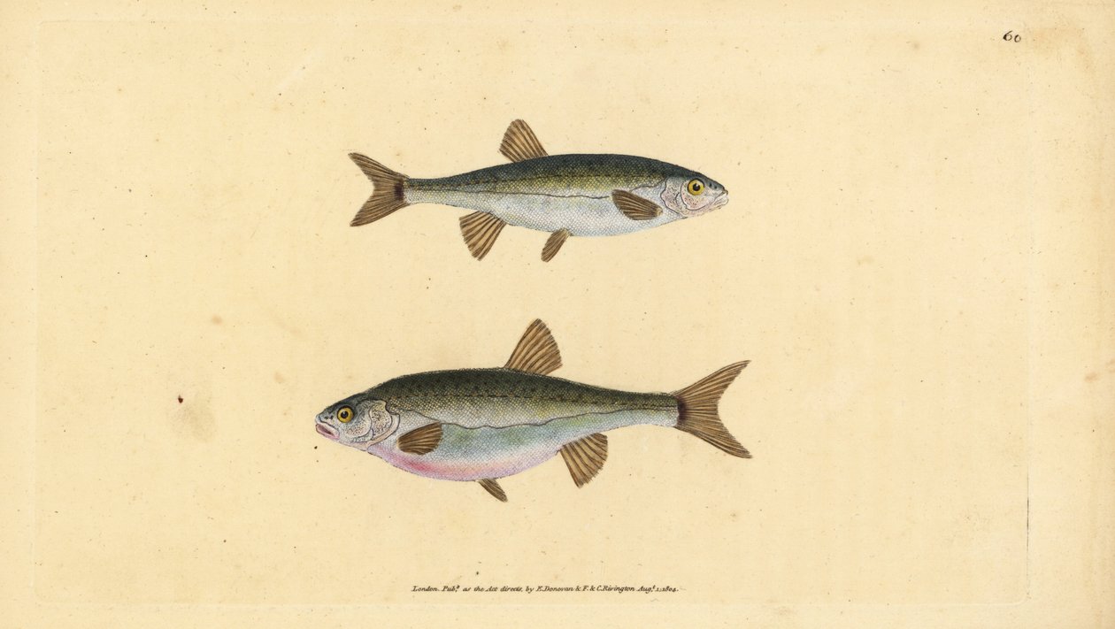 Eurasisk ørekyte, Phoxinus phoxinus (Minow, Cyprinus phoxinus). Håndfarget kobberplate tegnet og gravert av Edward Donovan fra hans Natural History of British Fishes, Donovan og F.C. og J. Rivington, London av Edward Donovan