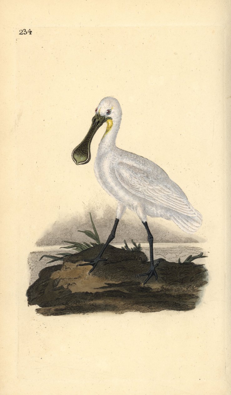Eurasisk eller vanlig skjestork, Platalea leucorodia. Håndfarget kobberplate tegnet og gravert av Edward Donovan fra hans egen "Natural History of British Birds," London av Edward Donovan