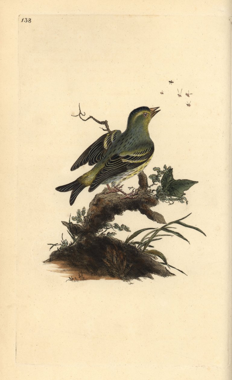 Eurasisk siskin, Carduelis spinus. Håndfarget kobberplate tegnet og gravert av Edward Donovan fra hans egen "Natural History of British Birds," London av Edward Donovan