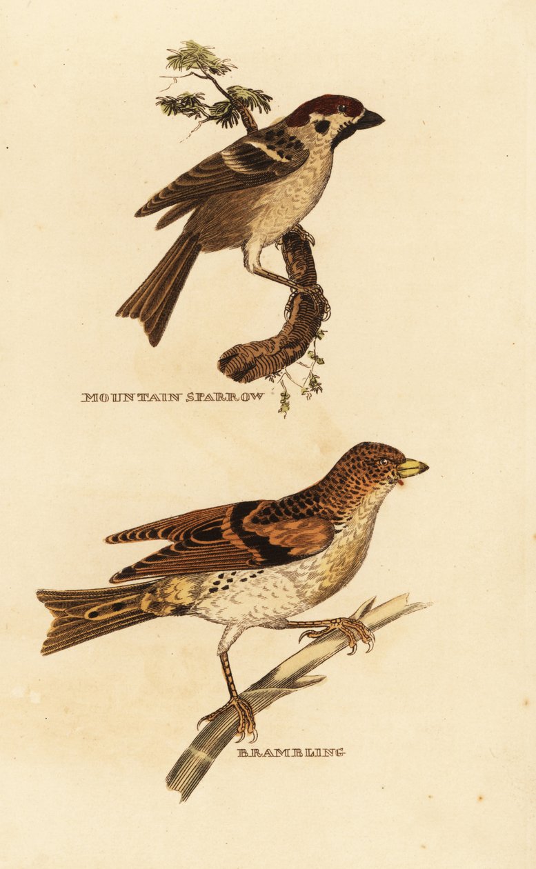 Eurasisk trespurv, Passer montanus, og bramling, Fringilla montifringilla av Edward Donovan