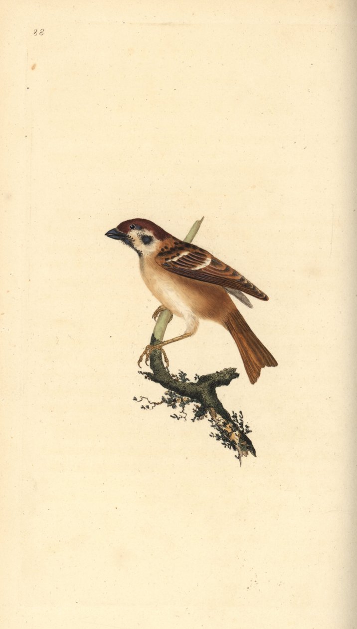 Eurasisk trespurv, Plier montanus. Håndfarget kobberplate tegnet og gravert av Edward Donovan fra hans egen "Natural History of British Birds," London av Edward Donovan
