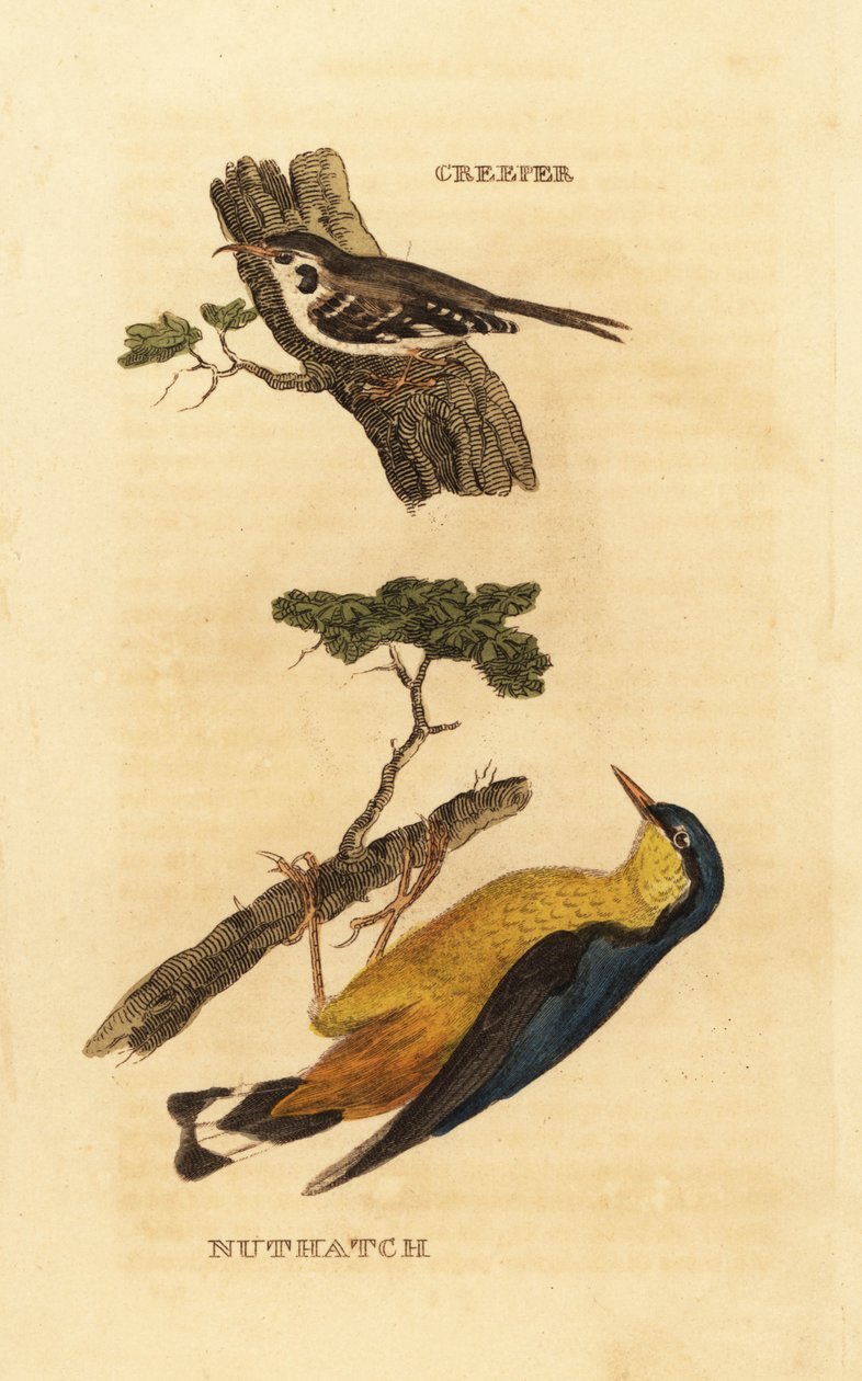 Eurasisk trekryper, Certhia familiaris og eurasiannøttre, Sitta europaea av Edward Donovan