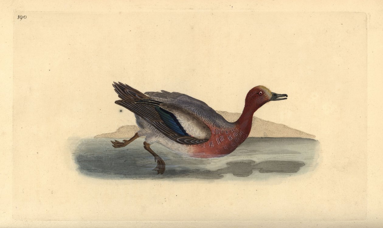 eurasisk piker, Anas penelope. Håndfarget kobberplate tegnet og gravert av Edward Donovan fra hans egen "Natural History of British Birds," London av Edward Donovan