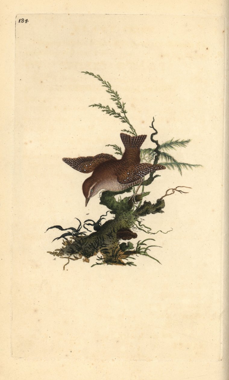 eurasisk gære, troglodytter troglodytter. Håndfarget kobberplate tegnet og gravert av Edward Donovan fra hans egen "Natural History of British Birds" (1794-1819). Edward Donovan (1768–1837) var en anglo-irsk amatørzoolog, forfatter, kunstner og g av Edward Donovan