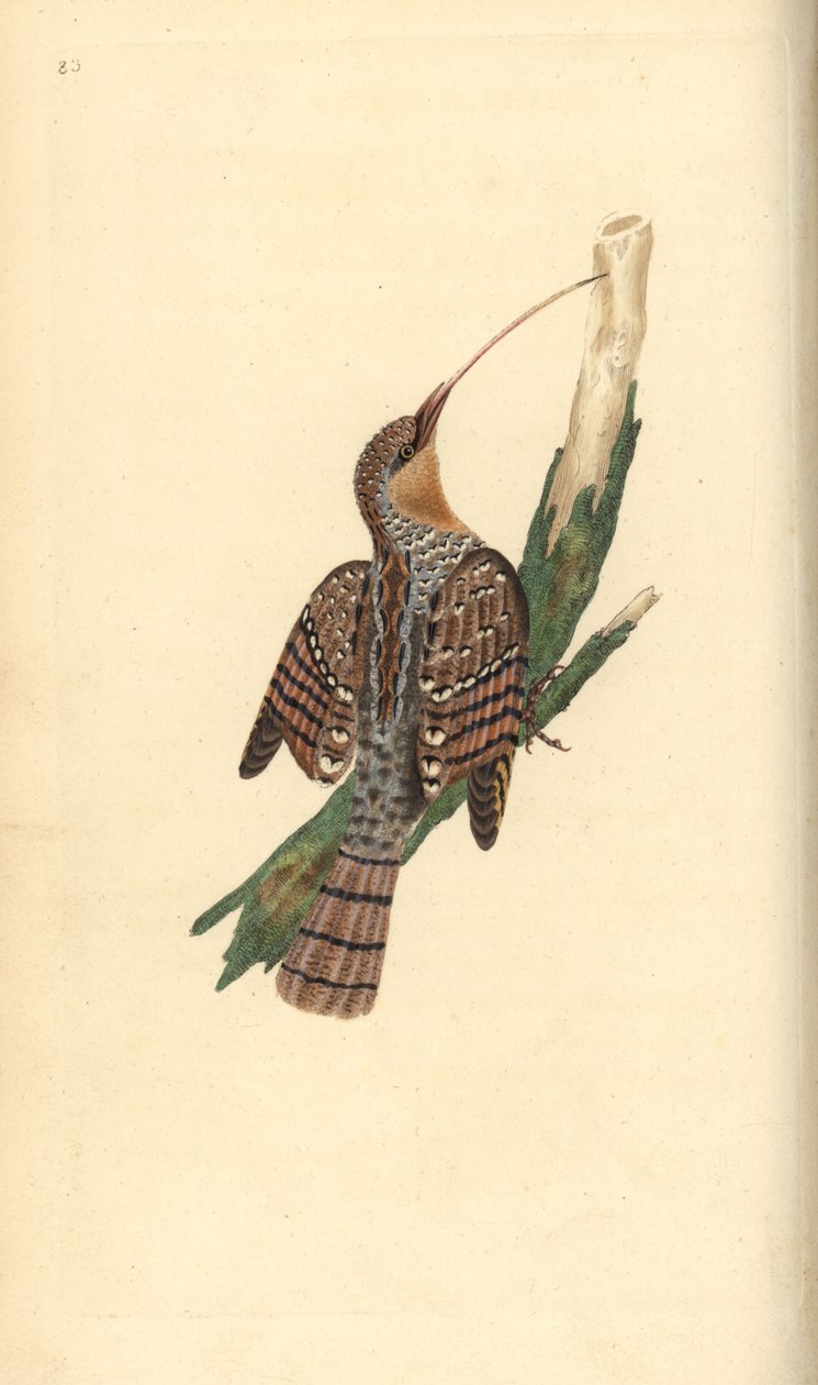 Eurasian wryneck, Jynx torquilla. Håndfarget kobberplate tegnet og gravert av Edward Donovan fra hans egen "Natural History of British Birds," London av Edward Donovan
