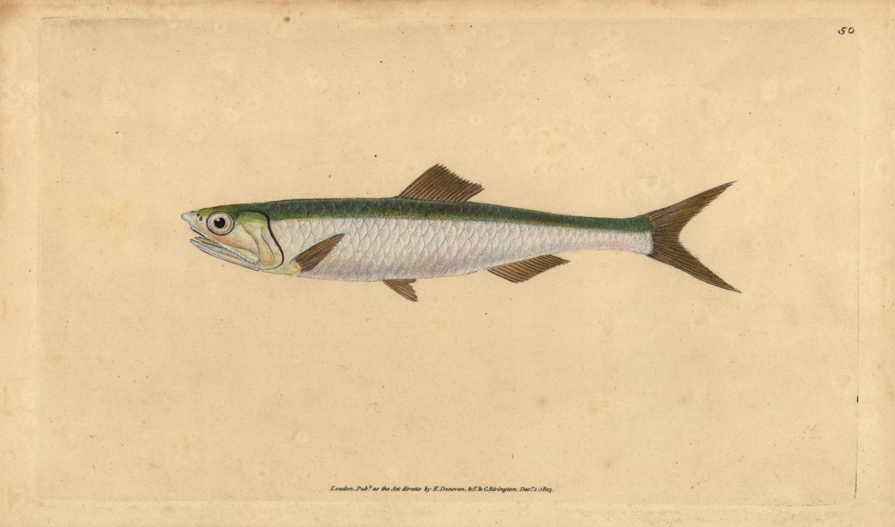Europeisk ansjos, Engraulis encrasicolus (Ansjos, Clupea encrasicolus). Håndfarget kobberplate tegnet og gravert av Edward Donovan fra hans Natural History of British Fishes, Donovan og F.C. og J. Rivington, London av Edward Donovan