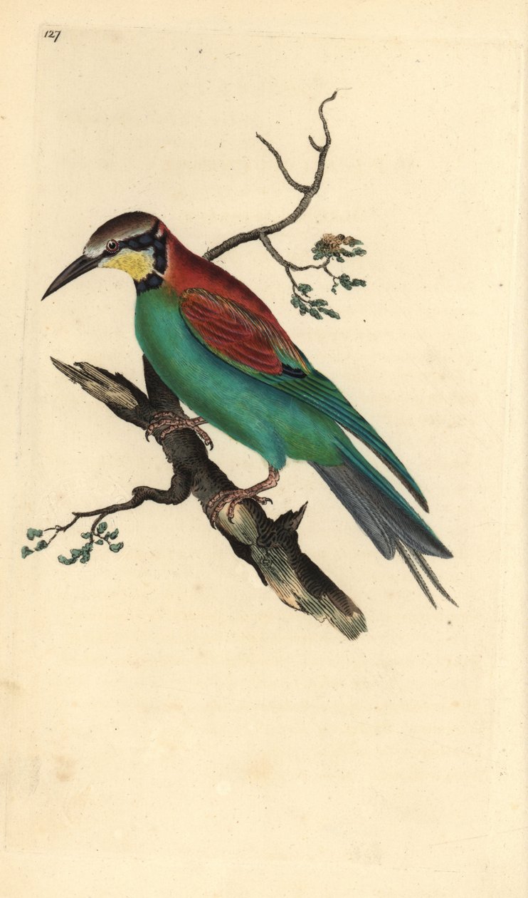 Europeisk bieter, Merops apiaster. Håndfarget kobberplate tegnet og gravert av Edward Donovan fra hans egen "Natural History of British Birds" (1794-1819). Edward Donovan (1768–1837) var en anglo-irsk amatørzoolog, forfatter, kunstner og gravør. Han av Edward Donovan