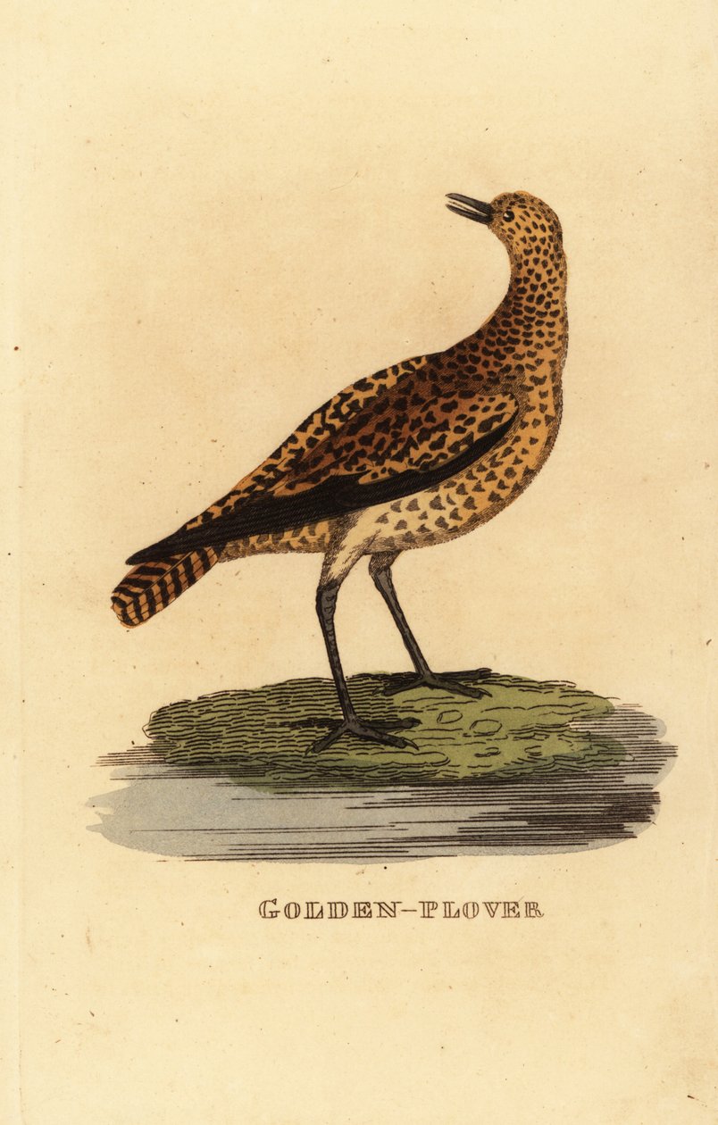 Europeisk gullhår, Pluvialis apricaria av Edward Donovan
