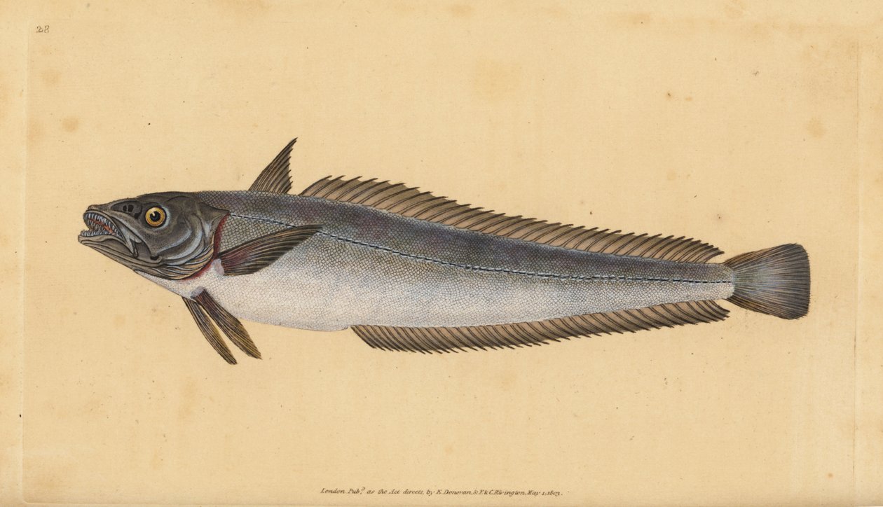 Europeisk kulmule, Merluccius merluccius (Hake, Gadus merluccius). Håndfarget kobberplate tegnet og gravert av Edward Donovan fra hans Natural History of British Fishes, Donovan og F.C. og J. Rivington, London av Edward Donovan