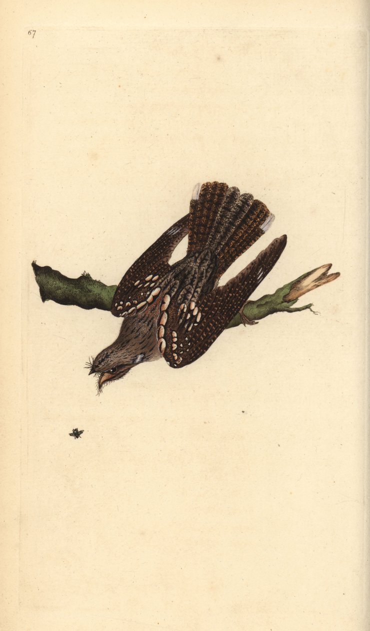 Europeisk nattsjarke, Caprimulgus europaeus. Håndfarget kobberplate tegnet og gravert av Edward Donovan fra hans egen "Natural History of British Birds," London av Edward Donovan