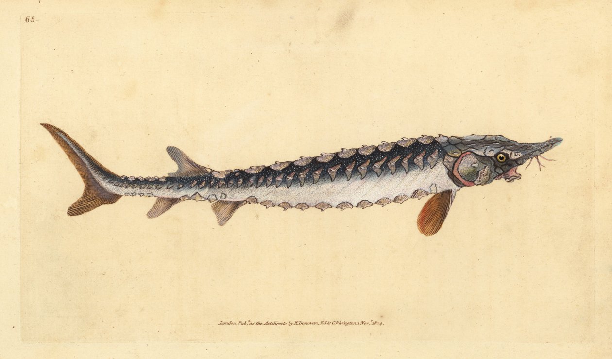Europeisk eller vanlig stør. Kritisk truet. Håndfarget kobberplate tegnet og gravert av Edward Donovan fra hans Natural History of British Fishes, Donovan og F.C. og J. Rivington, London av Edward Donovan