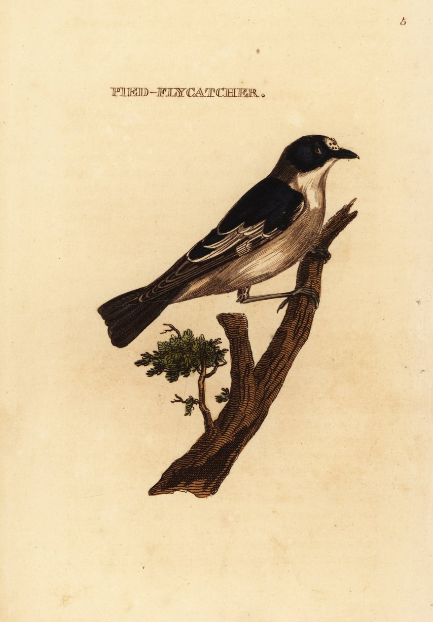 Europeisk fluesnapper, Ficedula hypoleuca av Edward Donovan