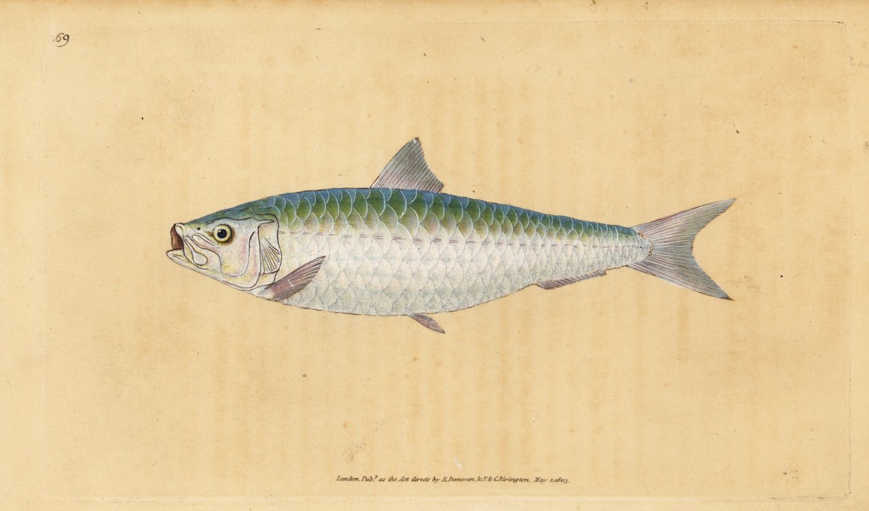 Europeisk pilchard, Sardina pilchardus (Pilchard, Clupea pilchardus). Håndfarget kobberplate tegnet og gravert av Edward Donovan fra hans Natural History of British Fishes, Donovan og F.C. og J. Rivington, London av Edward Donovan
