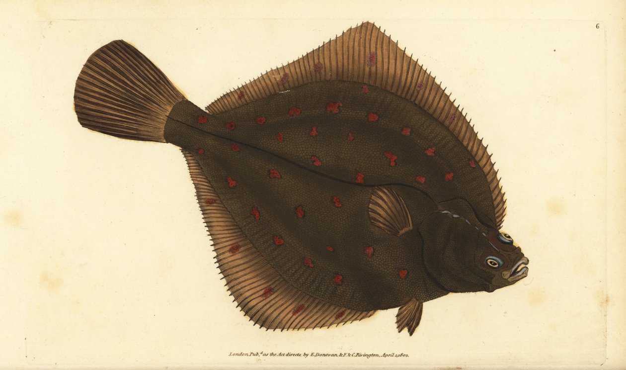 Europeisk pleuronectes platessa. Håndfarget kobberplate tegnet og gravert av Edward Donovan fra hans Natural History of British Fishes, Donovan og F.C. og J. Rivington, London av Edward Donovan
