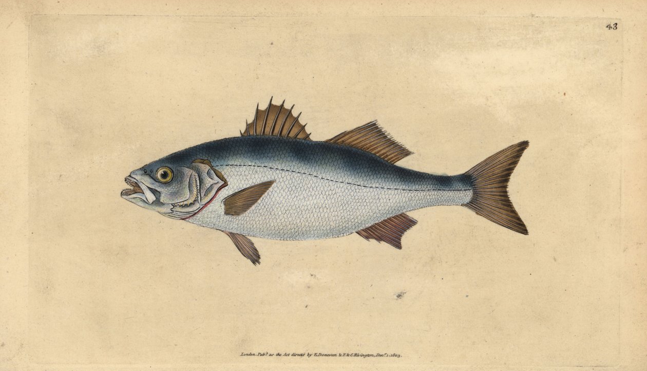 Europeisk havabbor, Dicentrarchus labrax (Basse, Perca labrax). Håndfarget kobberplate tegnet og gravert av Edward Donovan fra hans Natural History of British Fishes, Donovan og F.C. og J. Rivington, London av Edward Donovan