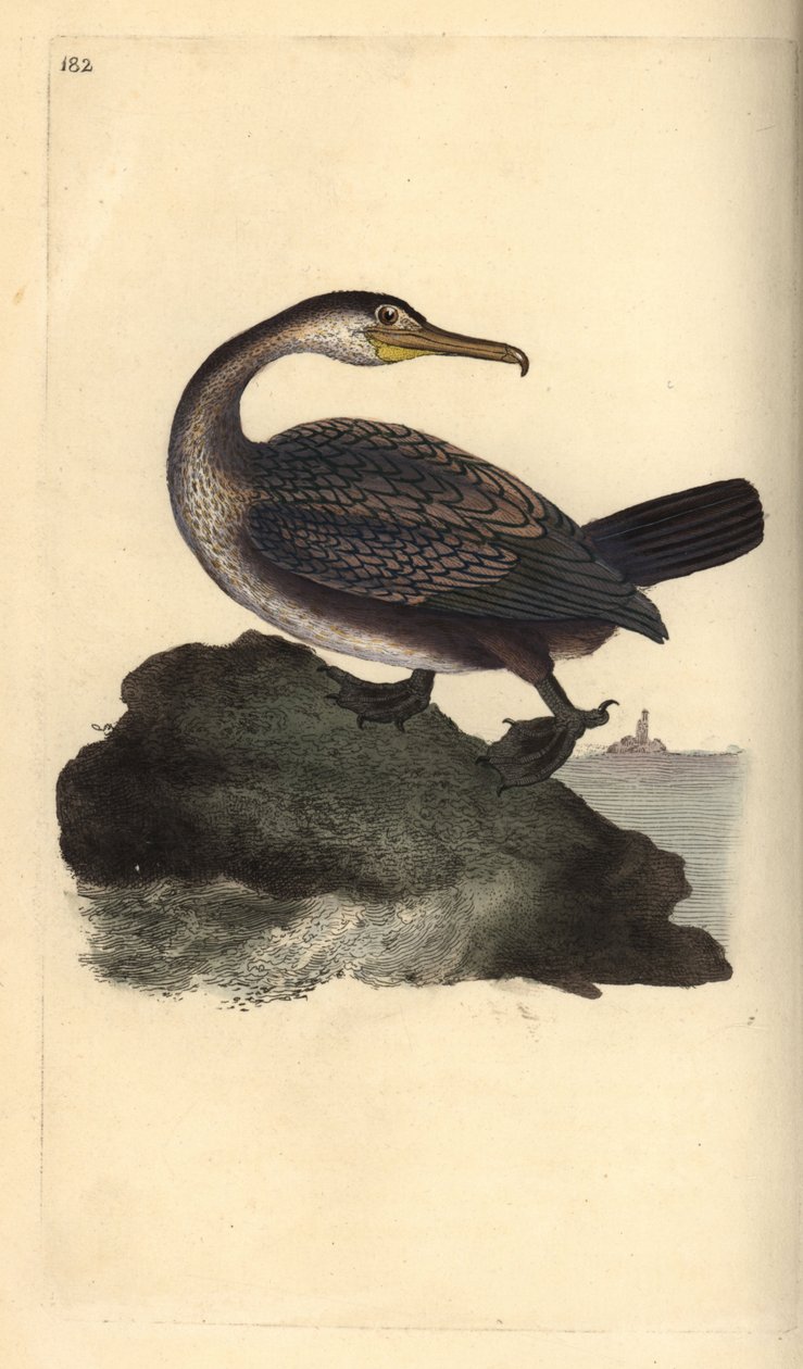 Europeisk shag, Phalacrocorax aristotelis. Håndfarget kobberplate tegnet og gravert av Edward Donovan fra hans egen "Natural History of British Birds," London av Edward Donovan